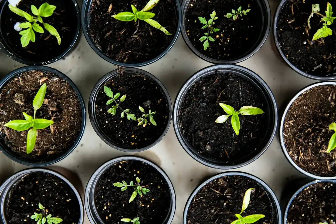 Trays of vegetable seedlings ready for planting